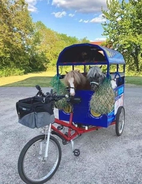 Mini Horse Barn, Horse Transport, Horse Farm Ideas, Funny Horse Pictures, Horse Wagon, Dream Stables, Tiny Horses, Cute Horse Pictures, Miniature Horses