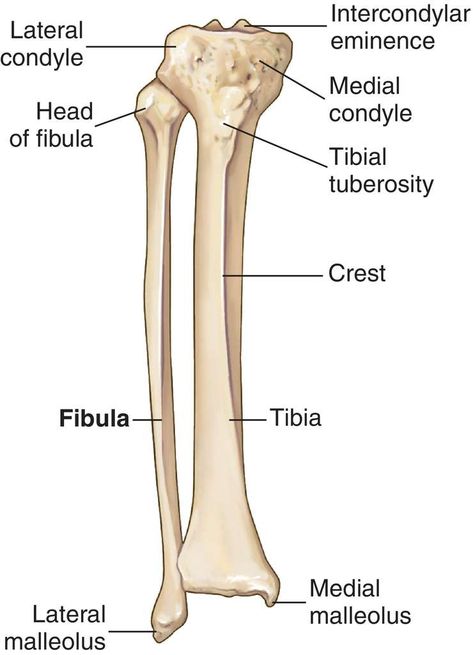 Diagnostic Radiography, Ankle Anatomy, Medical Assistant Student, Anatomy Images, Medical Dictionary, Anatomy Bones, Basic Anatomy And Physiology, Nurse Study Notes, Medical Student Study