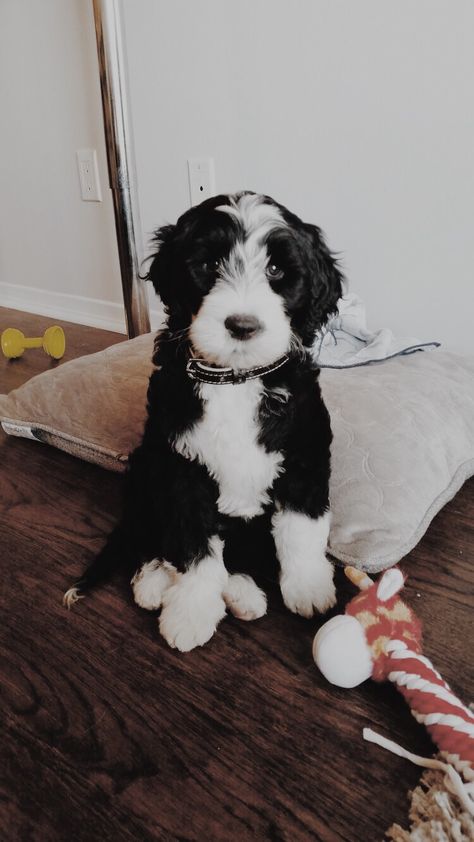 We are giving away the first 50 car seat leash to spread the #safetyfirst movement! Visit Borkiebork.com to learn more 🐶 Portuguese Water Dog Puppy, Portugese Water Dogs, Dog Breeds That Dont Shed, Hypoallergenic Dogs, Portuguese Water Dog, Dog Mixes, Dream Dog, Water Dog, Puppy Breeds