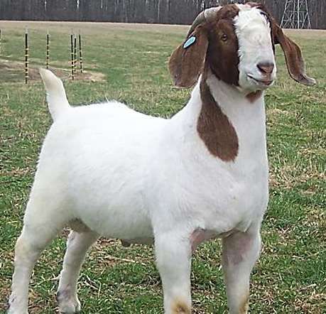 Boer goats commonly have white bodies and distinctive brown heads. Some Boer goat breeds can be completely brown or white. Boar Goats, Goats As Pets, Goat Showing, Meat Goats, Nubian Goats, Farm Goats, Milk Goats, Goat Breeds, Female Goat