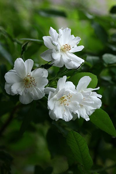 'Persian Musk Rose', 'Nastarana', 1879 Musk Rose, Roses Only, Rose Varieties, Coming Up Roses, Moon Garden, Rose Vase, White Garden, White Cottage, Love Garden