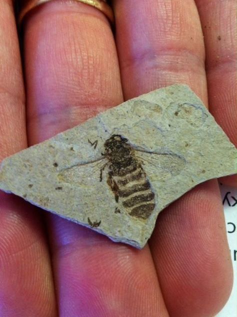 Bee fossil I Love Bees, Rocks And Fossils, Bee Mine, Dinosaur Fossils, Bee Art, Prehistoric Animals, Bees Knees, Minerals And Gemstones, Rocks And Gems