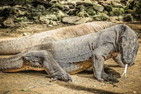 komodo dragon Komodo National Park Indonesia Big Lizard, Large Lizards, Komodo National Park, Socotra, Komodo Island, Reef Shark, Dangerous Animals, Komodo Dragon, Moraine Lake