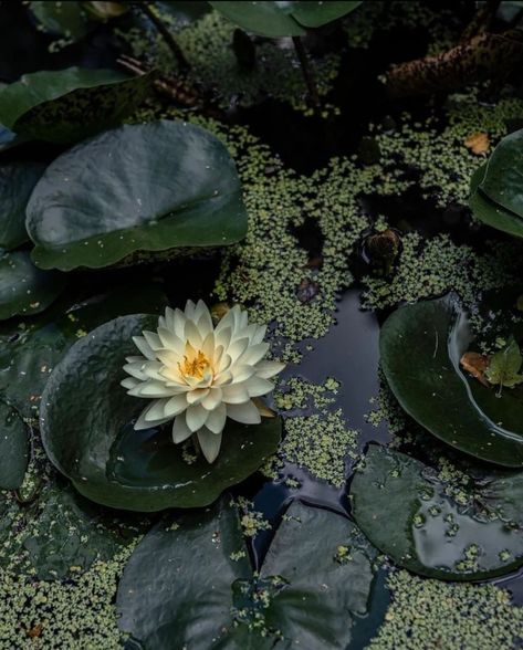 Theme Nature, Water Lily, Nature Aesthetic, Water Lilies, Green Aesthetic, Lily Pads, Matilda, Pretty Pictures, Secret Garden