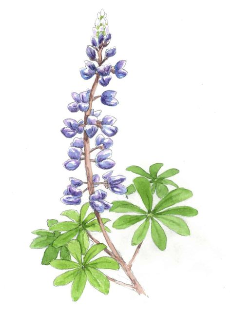 lupine Newfoundland Flowers, Wild Lupine, Lupine Flowers, Sand Textures, Plant Images, Native Garden, How To Attract Hummingbirds, Beneficial Insects, Types Of Soil