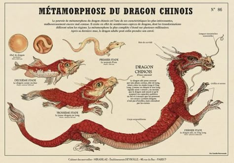 Fantasy Anatomy, Magical Creatures Mythology, Fantasy Creatures Mythology, Myths & Monsters, Fantastical Creatures, Japanese Monster, Creature Artwork, Hippie Life, Traditional Games