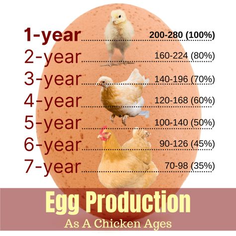 Buff Orpington Chicks, Show Chickens Breeds, Lavendar Orpington Chickens, Orpington Chicken Colors, Buff Orpington Chickens Eggs, Orpington Chickens, Buff Orpington Chickens, Chicken Facts, Buff Orpington