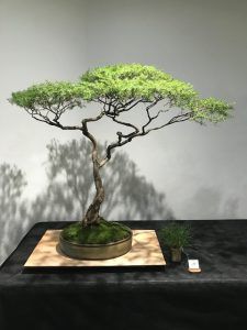 How To Decoupage Furniture, Japanese Bonsai Tree, Mismatched Furniture, Bonsai Forest, Pre Bonsai, Australian Trees, Bonsai Tree Types, Pine Bonsai, Bonsai Techniques