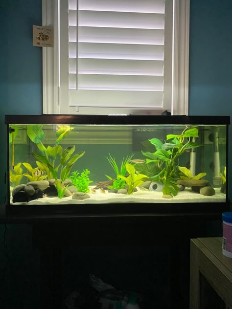 30 Gallon Tank Ideas, Fish Tank 20 Gallon, Planted Goldfish Aquarium, Big Fish Tank, 20 Gallon Long Aquarium, Big Fish Tanks, Fish Tank Ideas, Tank Terrarium, Goldfish Aquarium