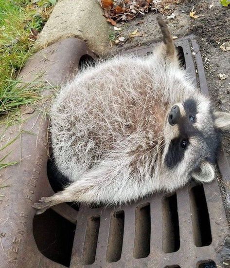 36 Times Sh*t Hit the Fan - Wow Gallery | eBaum's World Trash Pandas, Pet Raccoon, Cute Raccoon, Raccoon Funny, Trash Panda, Silly Animals, Racoon, Little Animals, Cute Little Animals