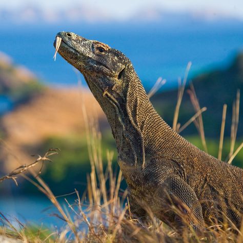 For the sake of conservation, Komodo National Park could soon undergo massive changes -- so massive that you might have to pay $1,000 just to visit. Dragon Facts, Komodo Dragons, Large Lizards, Komodo National Park, Tattoo Aesthetic, Komodo Island, Komodo Dragon, Komodo, Animal Sketches