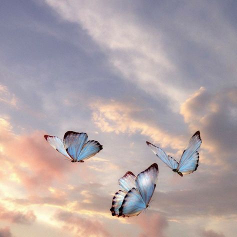 Untitled Blue Butterflies, The Sky, Butterflies, Tumblr, Pink, Blue