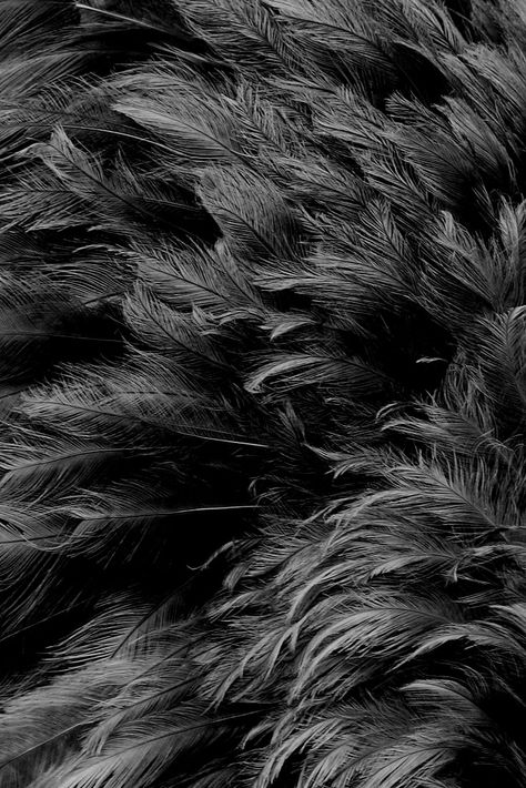 ☾ Midnight Dreams ☽  dreamy & dramatic black and white photography - feathers Foto Macro, Feather Background, Scandinavian Style Home, Texture Inspiration, Gray Aesthetic, 50 Shades Of Grey, Corporate Design, Black & White, Color Textures