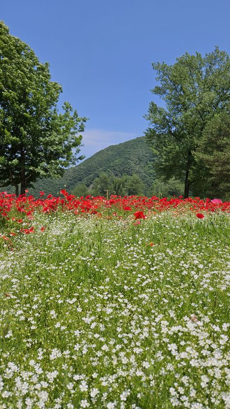 Romantic Forest, Flower Meadows, Dream Land, Good Morning Images Flowers, Scenery Nature, Painting Inspo, Beautiful Scenery Nature, Green Space, Flowers Nature