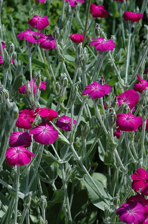 Rose Campion (Lychnis coronaria) at Dutch Growers Garden Centre Lychnis Coronaria, Rose Campion, Pink Perennials, Landscape Nursery, Landscaping Backyard, Rainbow Garden, Fuchsia Flowers, Dry Garden, Garden Nursery