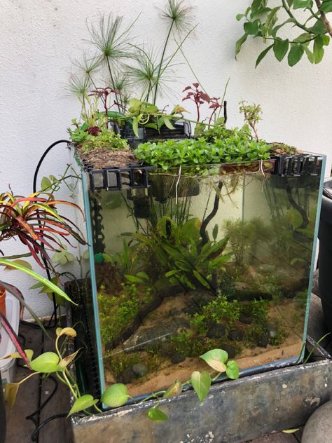 Self Sustaining Terrarium Fish Tanks, Self Sustaining Aquarium, Self Sustaining Ecosystem, Shrimp Tanks, Cool Fish Tank Decorations, Biotope Aquarium, Fish Tank Themes, Pet Snails, Freshwater Aquarium Plants