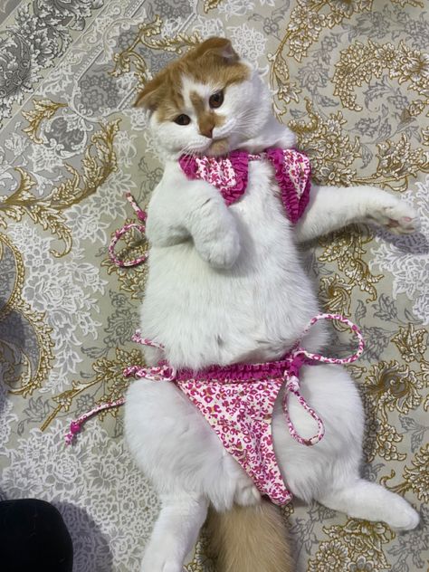 Cat In Clothes, Very Cute Dogs, Funny Animal Photos, Adorable Puppies, Animal Photos, Very Funny Pictures, Cat Aesthetic, Beach Time, Funny Cute Cats