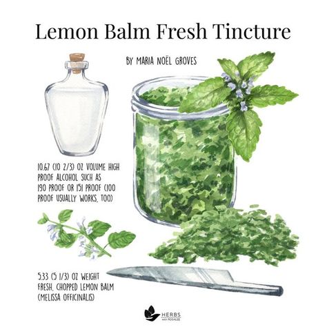 Earth Creature, Lemon Balm Uses, Lemon Balm Tincture, Podcast Guest, Medicinal Herbs Garden, Medicinal Tea, Medical Herbs, Ayurvedic Healing, Easy Plants To Grow