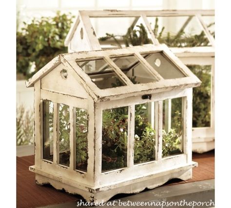 A Tabletop Greenhouse for Growing Herbs | http://betweennapsontheporch.net/tabletop-greenhouse-or-terrarium-for-growing-herbs/ Tabletop Greenhouse, Terrariums Diy, Cheap Greenhouse, Best Greenhouse, Outdoor Greenhouse, Beautiful Terrariums, Indoor Greenhouse, Greenhouse Interiors, Home Greenhouse