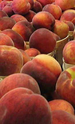 Oven Roasted Peaches Roasted Peaches, Summer Fruit Recipes, Fruit Recipe, Perfect Peach, Oven Roast, Summer Fruit, Fruit Recipes, Peaches, Oven