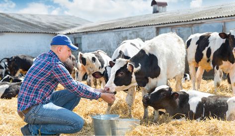 For healthy livestock that produce the eggs, milk and meat we love, proper animal nutrition is key. Here are some things to keep in mind. 📷 Jenoche/Shutterstock Homesteading Animals, Livestock Feed, Goat Care, Laying Hens, Milk Production, Soil Testing, Animal Nutrition, Hobby Farms, Farm Animals