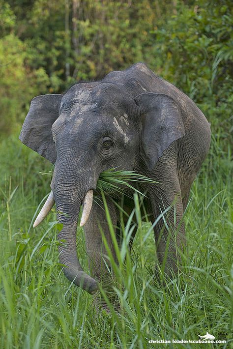 Hope we see this- Bornean Pygmy Elephant - Kinabatangan River, Sabah, Malaysia-3 | by Christian Loader Borneo Pygmy Elephant, Ab Reference, Kinabatangan River, Pygmy Elephant, Borneo Travel, Borneo Orangutan, Strait Of Malacca, Sabah Malaysia, Endangered Wildlife