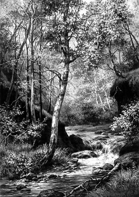 Scratchboard Art Landscape, Black And White Forest Drawing, Landscape Pencil Drawings Nature, Art Drawings Landscape, Pencil Sketches Landscape, Black Pen Drawing, Forest Sketch, Landscape Pencil Drawings, Portraits Of People