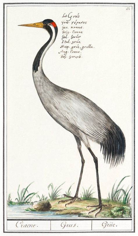 European crane, Grus grus (1596–1610) by Anselmus Boëtius de Boodt. Original from the Rijksmuseum. Digitally enhanced by rawpixel. | free image by rawpixel.com / Rijksmuseum (Source) Northern Goshawk, Cottage Illustration, Fauna Illustration, Gallery Wall Printables, White Tailed Eagle, Vintage Bird Illustration, Free Printable Wall Art, Bee Eater, Summer Illustration