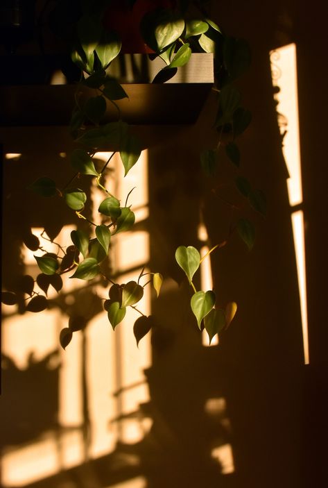 Sarah Ellem. — los-plantalones: warm evening light. Sunny Background, Light And Shadow Photography, Shadow Photography, Evening Light, Story Ideas Pictures, Plant Wallpaper, Plant Aesthetic, Sun Light, Nature Tree