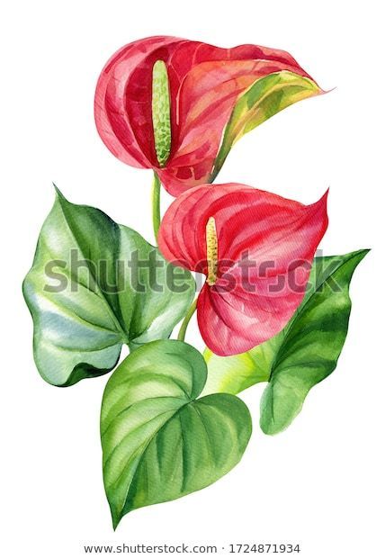 Anthurium Flower, Chinese Art Painting, Flower Graphic Design, Caribbean Art, Watercolor Bouquet, Watercolor Painting Techniques, Flower Art Images, Nature Drawing, Sunflower Painting