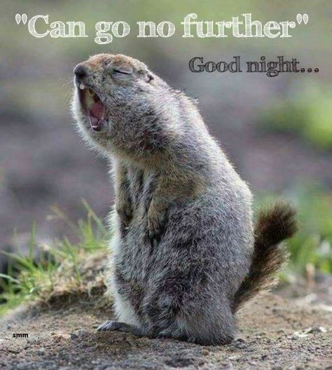 Tired, exhausted, good night, G'nite Good Night Humor Hilarious, Im Exhausted, Can't Sleep Quotes Sleepless Nights, Night Quotes, Good Night Sweet Dreams, Saturday Night, Good Night Quotes, Sweet Dreams, Good Night