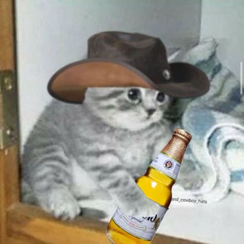 Genetic and archaeological evidence show that people and cats have been buddies for 10,000 years, so it's no wonder that we're so comfortable in each other's presence. Cowboy Pfp Icon, Mexican Cat Pfp, Cowboy Reaction Pic, Animals In Cowboy Hats, Animal With Cowboy Hat, Spotify Icons Playlist, Cat Aesthetic Coquette, Cat With Cowboy Hat, Bed Coquette