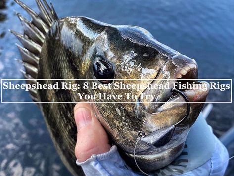 Sheepshead Recipe, Surf Fishing Rigs, Carolina Rig, Crappie Fishing Tips, Human Teeth, Salt Water Fishing, Hunting And Fishing, Offshore Fishing, Surf Fishing