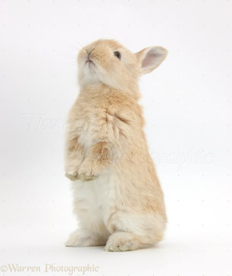 Rabbits Reference, Rabbit Standing, Standing Rabbit, Bunny Poses, Bunny Looking Up, Rabbit Poses, Rabbit Standing Up, Rabbit Reference, Rabbit Standing Drawing