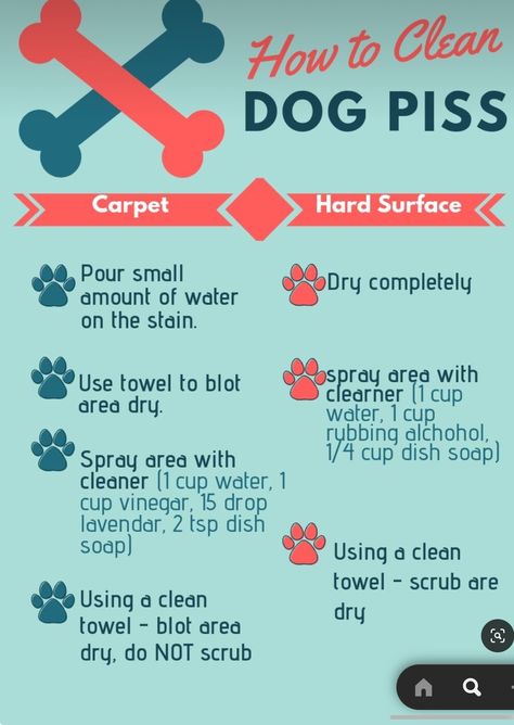 Diy Dog Pee Odor Remover, How To Clean Dog Urine From Carpet, Diy Dog Urine Odor Remover, How To Remove Dog Urine Smell From Laminate Floors, Cleaning Dog Pee Out Of Carpet, How To Clean Dog Pee Out Of Carpet, Diy Urine Smell Remover Dogs, How To Remove Dog Smell From House, Remove Dog Smell From House