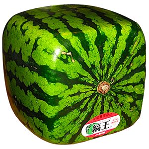 Square watermelon, only in Japan.  I don't understand WHY this is a thing. Square Watermelon, Watermelon Gift, Beautiful Fruits, Beautiful Rocks, Harvest Season, The Harvest, April 13, Felt Animals, Creative Food