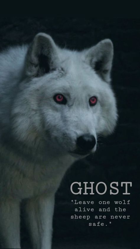 Ghost Game Of Thrones Art, Ghost Wolf Game Of Thrones, Leave One Wolf Alive And The Sheep, Got Direwolves, Ghost Got, Dire Wolf Game Of Thrones, White Wolf Wallpaper, Ghost Game Of Thrones, Jon Snow Ghost