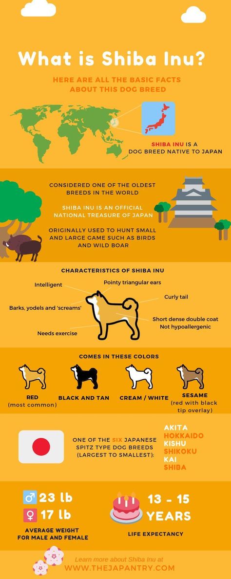 Shiba Inu is a dog breed that is native to Japan. Here is an infographic that summarizes all the basic facts and characteristics about Shiba Inu! Shiba Inu Cute, Japanese Dog Breeds, Spitz Breeds, Japanese Dog, Cockapoo Puppies, Japanese Dogs, Shiba Inu Puppy, Shiba Inu Dog, Japanese Recipes