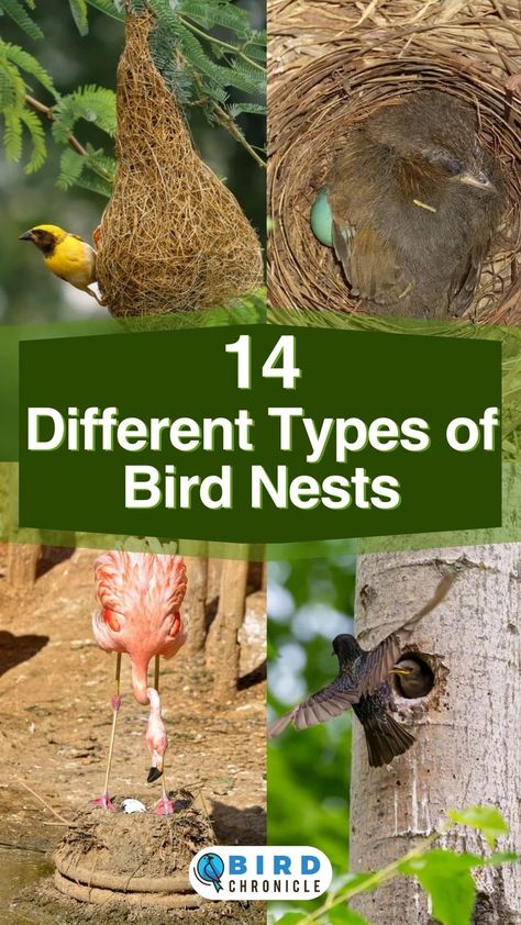 Birds And Their Nests, Bird Nest Craft, Cub Scout Activities, Birds Nests, Types Of Birds, Bird Nests, Bird Identification, Nature Camping, Back To School Crafts