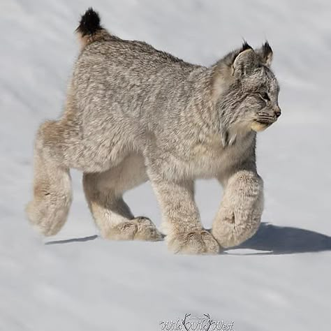 Canada Lynx, Mountain Lion, Pretty Animals, Silly Animals, Large Cats, Wildlife Animals, Lynx, Animal Photo, Cute Little Animals