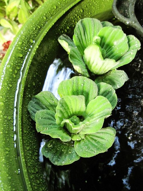 Water lettuce (Pistia) Water Lettuce, Garden Paintings, Small Vegetable Gardens, Gardening Diy, Vegetable Gardens, Garden Painting, Diy Plants, Planted Aquarium, Aquatic Plants