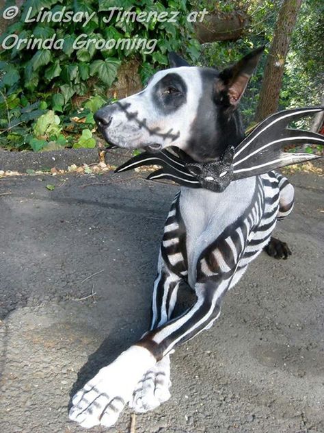 Creative grooming pet paint on doberman nightmare before Christmas jack skellington Nightmare Before Christmas Dog, Diy Dog Costumes, Scary Halloween Costume, Pet Halloween Costumes, Scary Halloween Costumes, Animal Costumes, Dog Halloween Costumes, Dog Costumes, Dog Costume