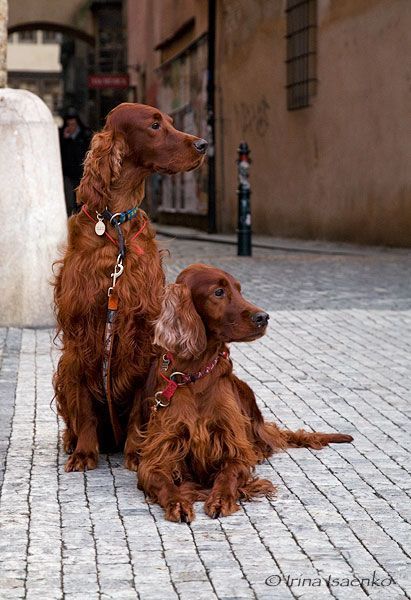 Setter Dogs, Setter Puppies, Irish Red Setter, Most Beautiful Dog Breeds, Irish Setter Dogs, Irish Setters, Beautiful Dog Breeds, Most Beautiful Dogs, Psy I Szczenięta