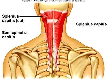 Splenius capitis, semispinalis capitis Diseases Pictures, Myofascial Pain Syndrome, Athlete Recovery, Thoracic Vertebrae, Healthy Heart Tips, Facial Anatomy, Trigger Point Therapy, Myofascial Release, Medical Anatomy