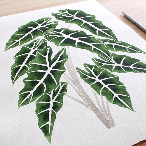 New Alocasia Amazonica Species prints will be listed at 12 est today! I saw so many of these at the Tropical Plant Expo this week in FTL. It is one of my favorite houseplants! Zebra Haworthia, Alocasia Polly, Alocasia Plant, Plant Tattoo, Apartment Art, Watercolor Plants, Leaf Drawing, Wave Painting, Plant Drawing