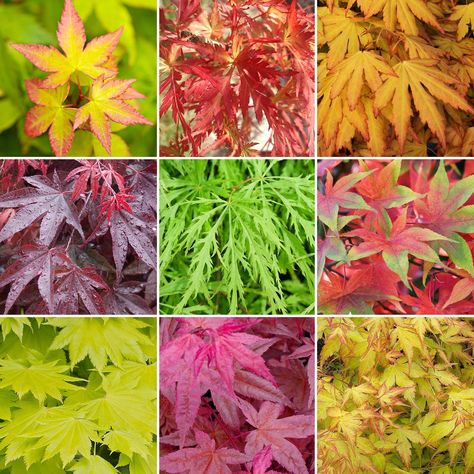 You Garden Acer Palmatum 'Taylor' 3L Pot : Amazon.co.uk: Garden & Outdoors Acer Trees, Winter Shrubs, Heather Plant, Crocus Bulbs, Biennial Plants, Summer Flowering Bulbs, Orange Dream, Yellow Plants, Maple Trees