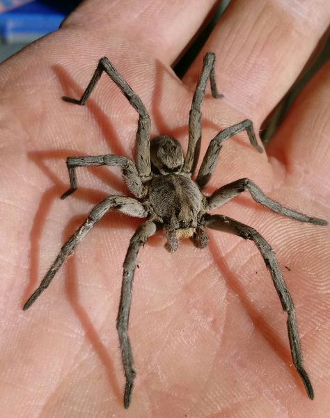 Northern Wolf Spider found in garage. Spider Games, Spider Pictures, Spider Drawing, Types Of Spiders, Spider Species, Large Spiders, Wolf Spider, 30 Day Art Challenge, Halloween Spider Decorations