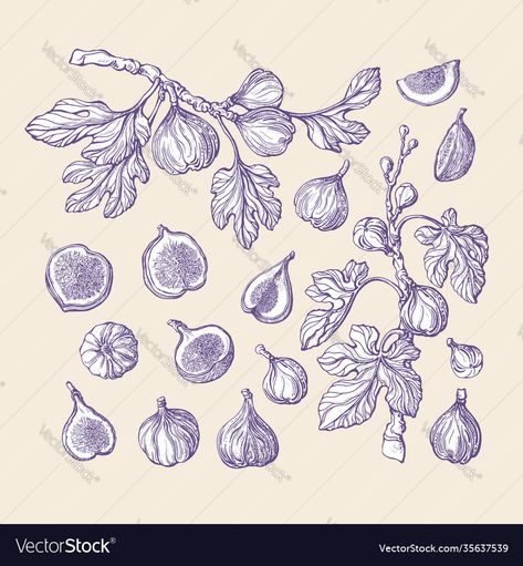 Fig Branch Illustration, Fig Branch Drawing, Fruit Tree Sketch, Fig Tree Branch Tattoo, Fig Tree Illustration, Fruit Branch Tattoo, Fig Tree Tattoo The Bell Jar, Fig Branch Tattoo, Fig Tree Drawing