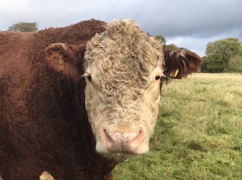 Cow Tattoo, Cow, Tattoos