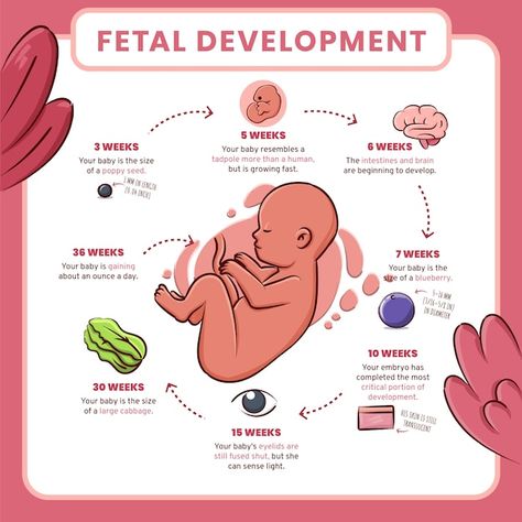 Stages Of Fetal Development, Baby In Womb, Development Milestones, Surrogate Mother, Fetal Development, Baby Stage, Development Activities, Family Health, Vector Hand